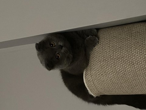Acil sahiplendirme scottish fold