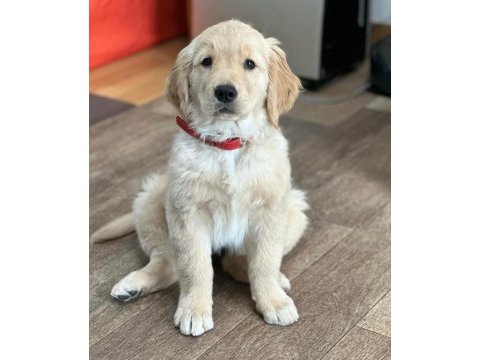 Sevimli golden retriever yavruları