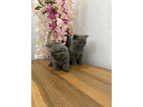 British shorthair kedimiz