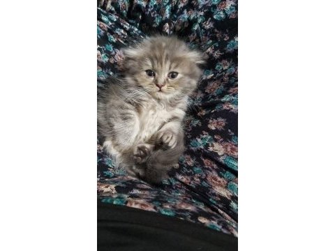 British shorthair