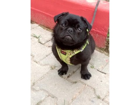 Pug denizli