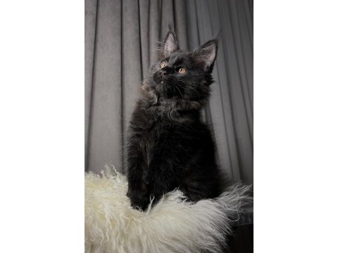 Özel kalite maine coon dişi