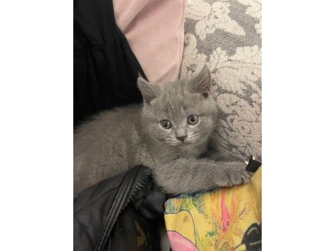07 mayıs doğumlu erkek british shorthair bebeğimiz