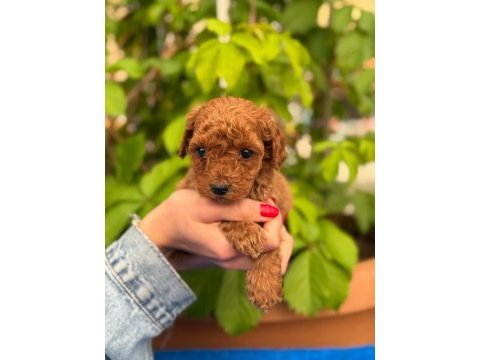 A kalite sağlık ırk garantili toy poodle yavrularım