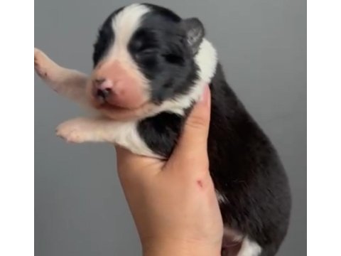 Safkan border collie yavrular