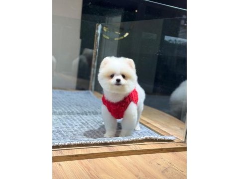 Sağlık ve ırk garantili pomeranian