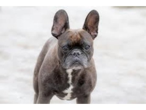 Son kalitede french bulldog
