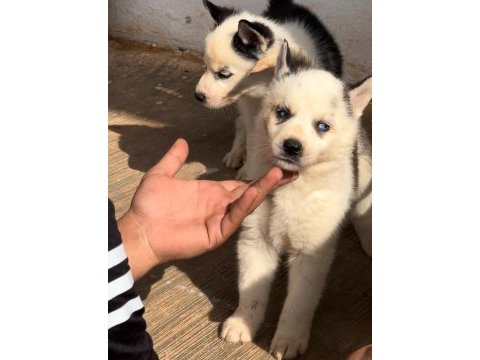 Antalya husky yavru
