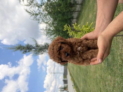 Toy poodle 2 aylık