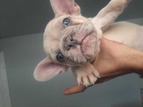 French bulldog erkek