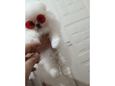 Irk garantili güzel pomeranian bebekler