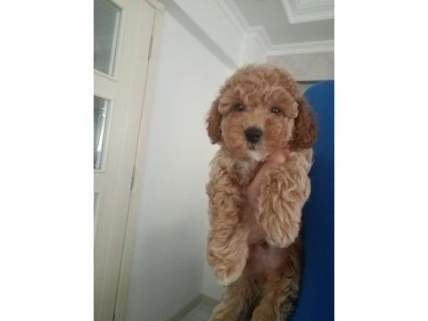 Anne altından 2 aylık erkek toy poodle