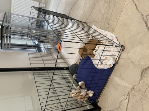 Zeka küpü toy poodle 2 aylık erkek veteriner kayıtlı