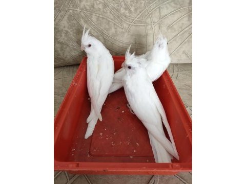 Albino sultan papağanı yavrusu