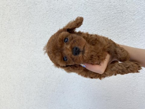 50 günlük toy poodle bebekler