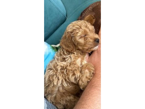 2 aylık toy poodle
