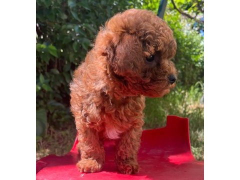 Kore orjinal toy poodle iki dişi iki erkek