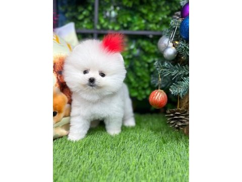Pomeranian yavrumuza yuva arıyoruz