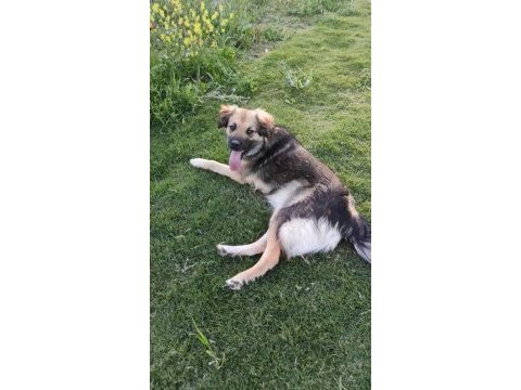 Ücretsiz sahiplendirme köpeğimiz