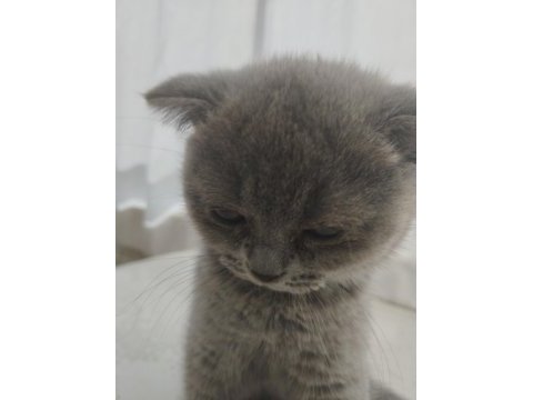 Yavru 2 aylık scottish fold kedimiz