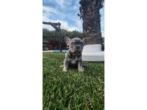Blue french bulldog yavruları istanbul 