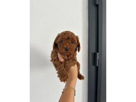 Orjinal yavru kore poodle