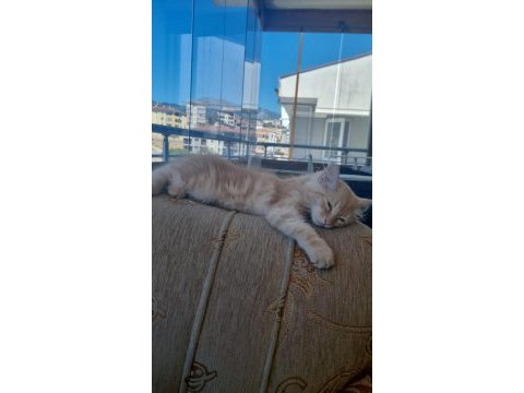 3 aylık yavru kediler acil yuva