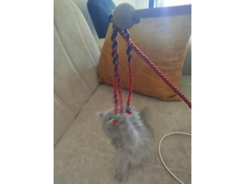 40 günlük british longhair
