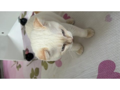 Beyaz erkek scottish fold 9 aylık