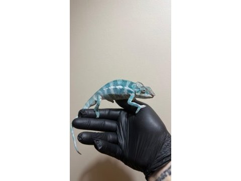 Çok özel mavi panter bukalemun