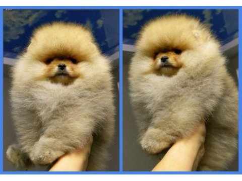 Efsane güzellikte pomeranian tatlılığına doyamazsınız