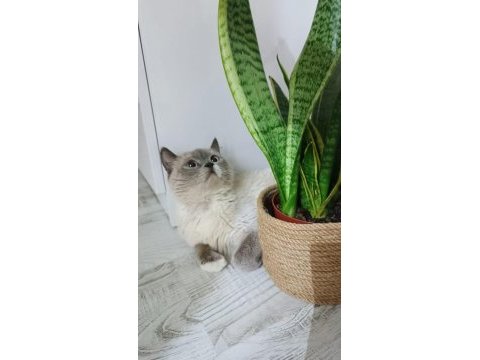 Sahiplendirme british shorthair