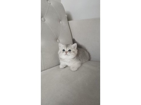 British shorthair golden cy ve ay yavrularım karşınızda