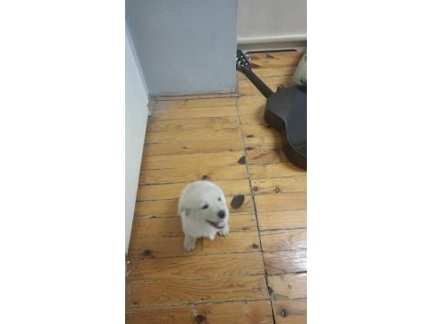 Golden retriever yavru 2 aylık erkek