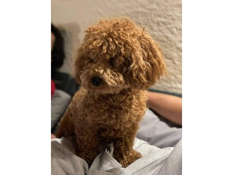 Sevgi ile büyütülen teacup ve toy poodle bebeklerimiz