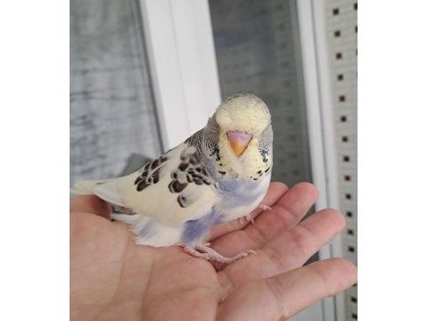 Reni güzeli kaliteli erkek bebek muhabbet kuşu