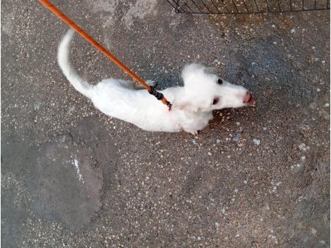 Maremma çoban köpeği