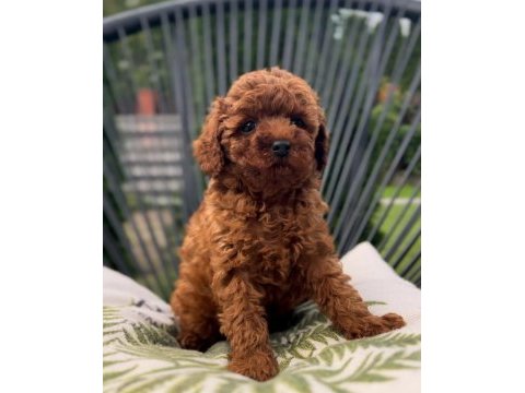 Toy poodle yavruları