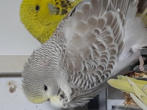 Yeni yeme düşen show muhabbet kuşu bebekler