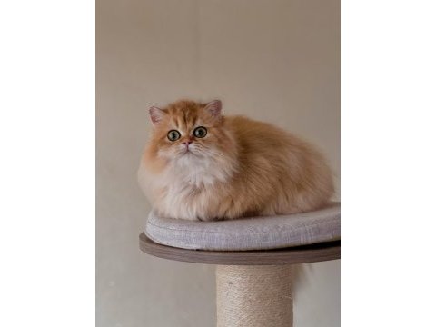 Şecereli british longhair dişi