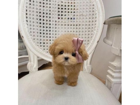 Puf bebek maltipoo