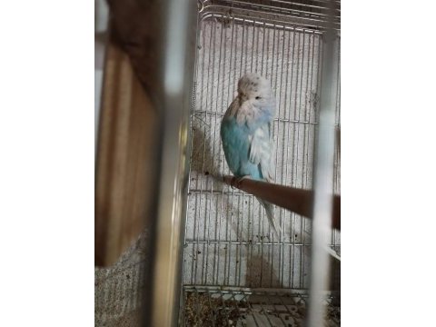 Show jumbolar ve jumbo kırığı kuşlar ve yavrular