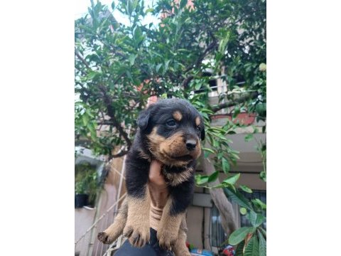 Orjinal safkan rottweiler yavrular