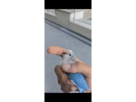 Yavru ısırmayan bebek cennet papağanı yavrular