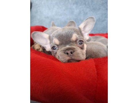 Üst kalite lilactan french bulldog bebekler