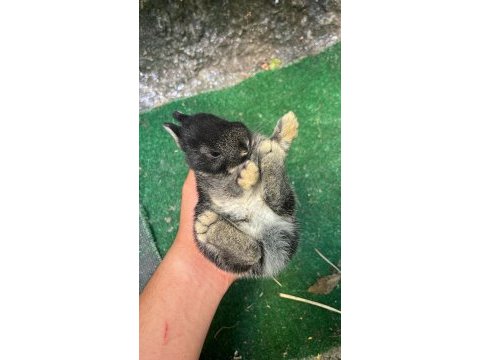 Orjinal cüce tavşan yavruları istanbul