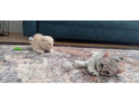 Scottish fold yavru