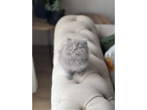 Show kalite british longhair yavrum
