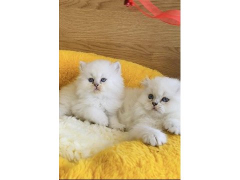 Maviş point british longhair bebeklerim 