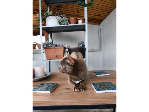 Özel lila renk 1 yaşında dişi chihuahua
